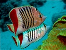 Crown Butterflyfish - Chaetodon paucifasciatus